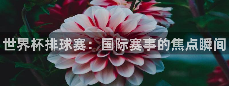 壹号娱乐：世界杯排球赛：国际赛事的焦点瞬间